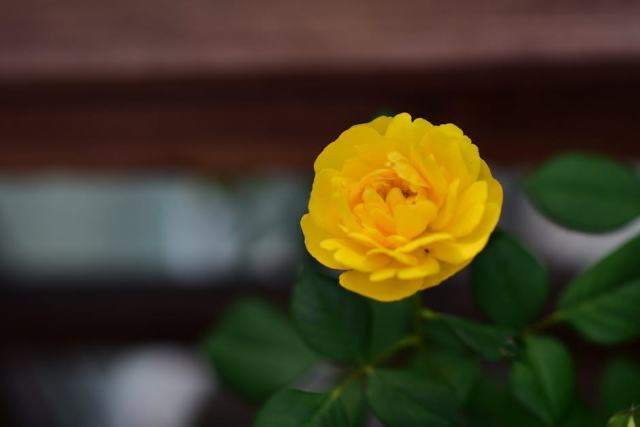 Couleur rose : photo et symbolique