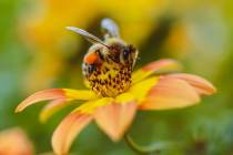 Photo macro : guide de la photographie rapprochée